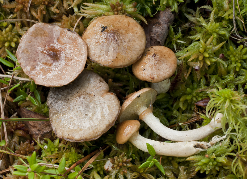 Suillus flavidus